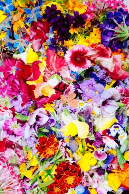 ATELIER "Initiation aux fleurs comestibles" - LUNDI 12 MAI 2025 - 17H à 19H